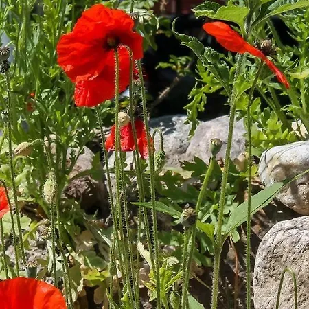 Semesterbostad Strandhaus Gabriella 02 Ahrenshoop